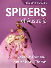 Reed Concise Guide To Spiders of Aus